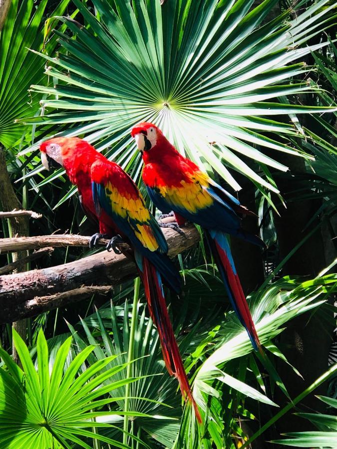 Hacienda Xcaret Hotel Solidaridad Kültér fotó